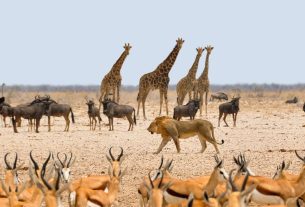 Federal Gov't Reviews Legal Frameworks To Combat Wildlife Crimes