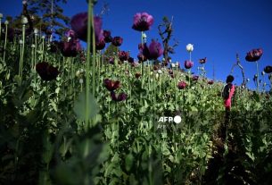 Myanmar overtakes Afghanistan as world's biggest opium producer: UN