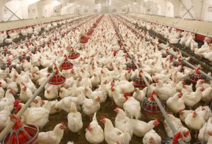 poultry farmers