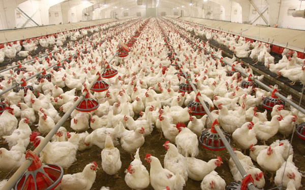 poultry farmers