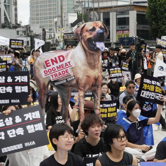 South Korea's Parliament Passes Bill To Ban Dog Meat Trade