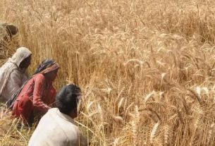 Jigawa State Set to Cultivate 150,000 Hectares Of Wheat 2024