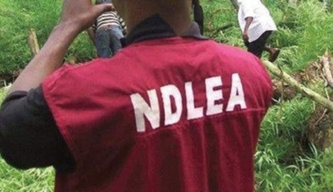NDLEA: It's misleading to say drugs are hawked like pure water in Edo