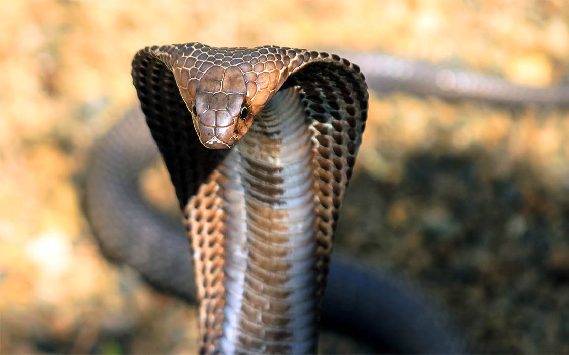 the king cobra (ophiophagus hannah