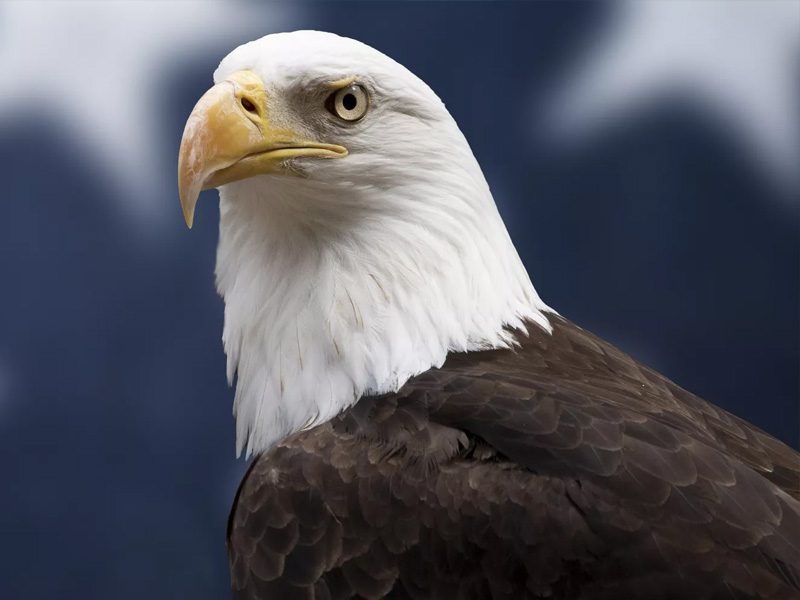 Bald Eagle Officially Declared National Bird of the United States After 250 Years