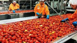 Varsity Trains Youths In Tomatoes/Pepper Production, Processing