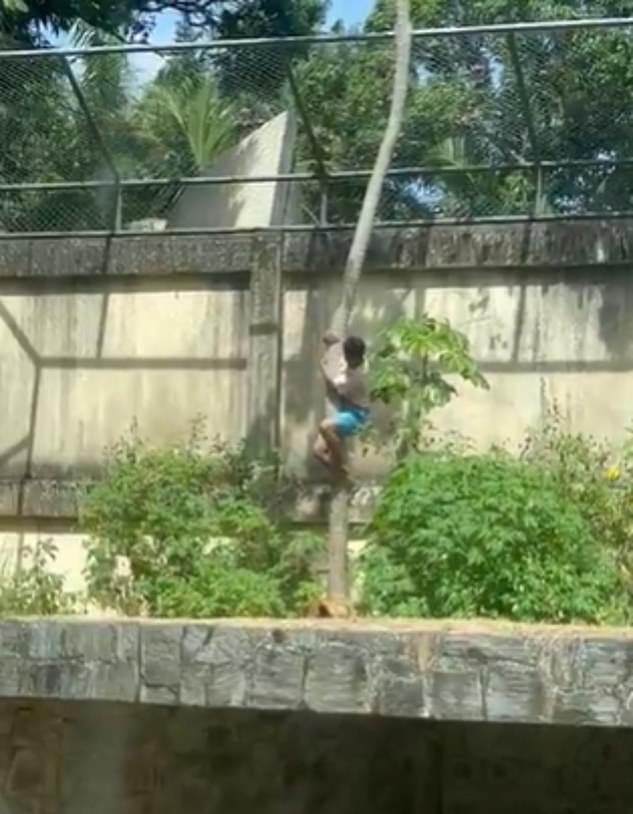 A man killed after jumping into a lion's enclosure at a Brazilian zoo has been identified as a 19-year-old who had previously tried to reach Africa as a plane stowaway to pursue his dream of training big cats